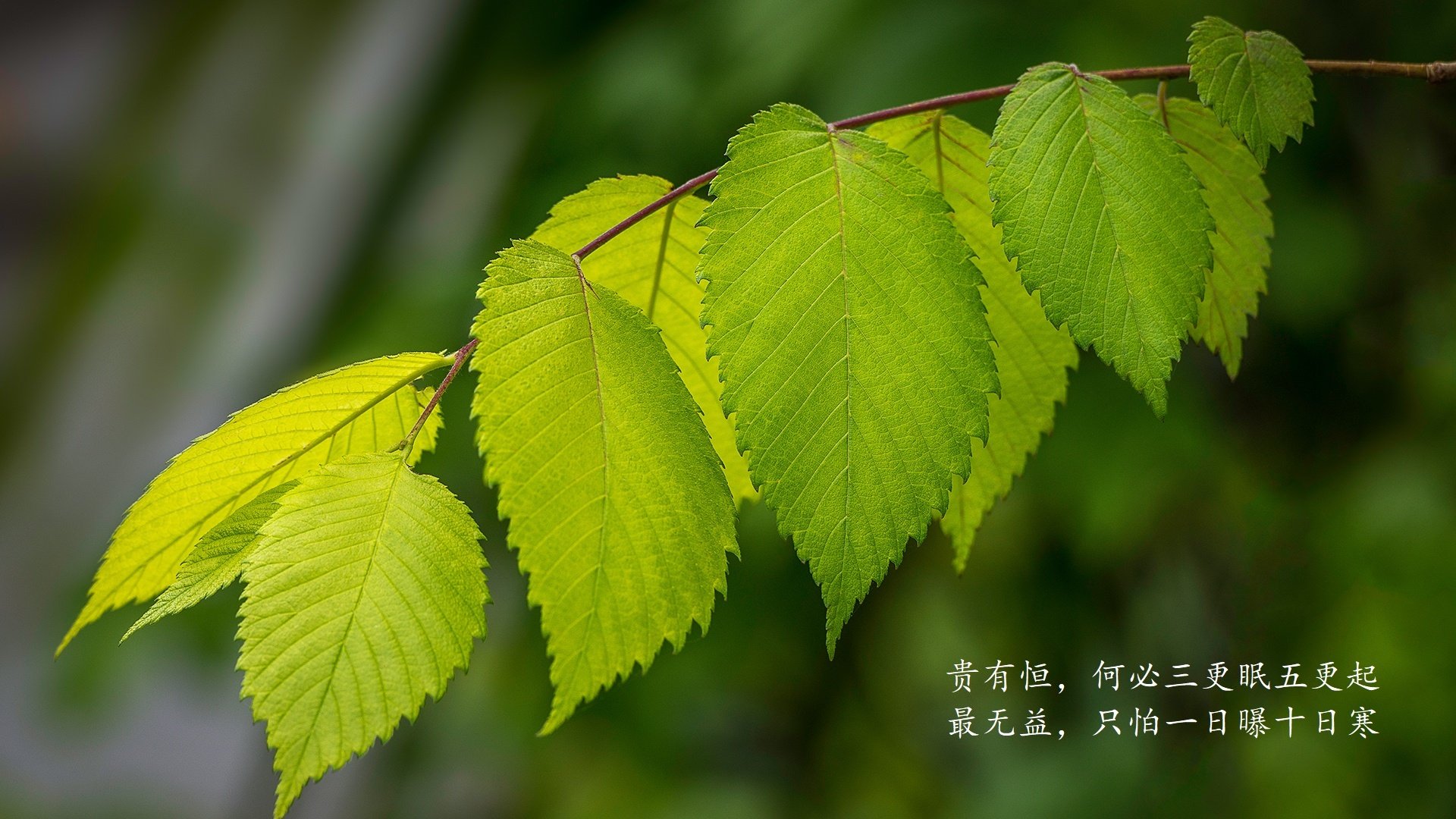 德甲激情燃烧：攻防转换，精彩不断！