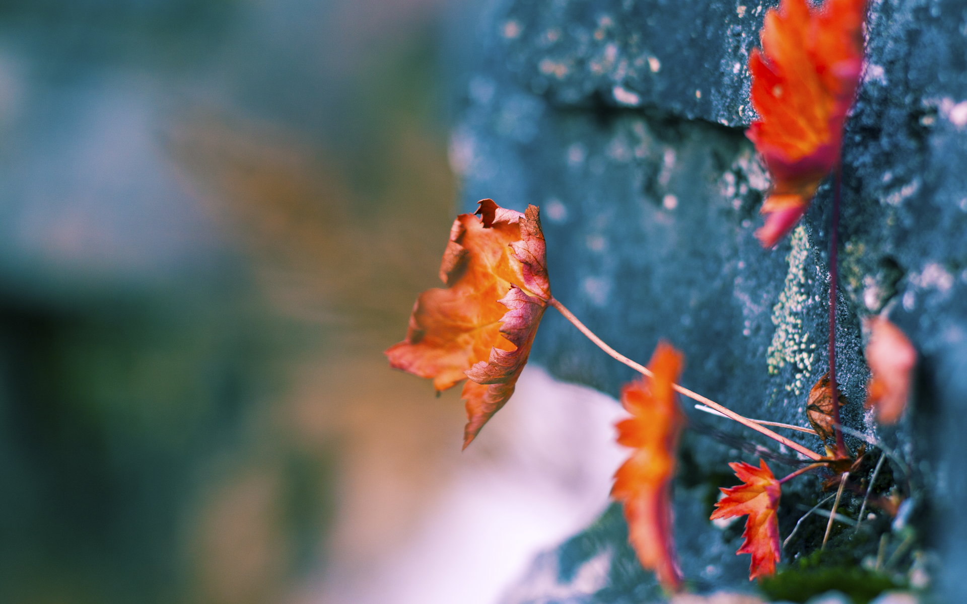 世俱杯2025赛程-英超冠军争夺：关键时刻的英雄一瞬！，英超冠军的含金量