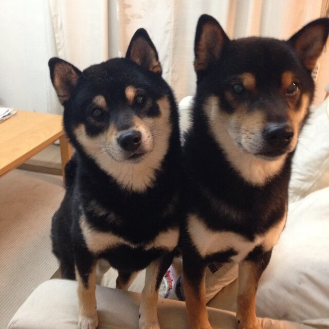 世俱杯官方-英超冠军争夺：悬念升级，场场精彩！，英超冠军列表